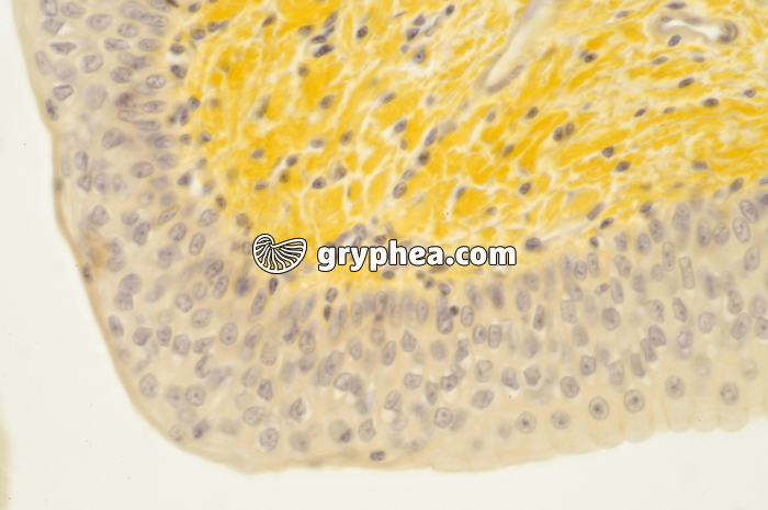 Urêtre muscle lisse x100 - gryphea.com